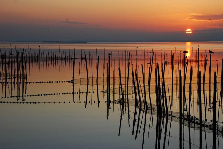 A picture of Albufera Natural Park. La Albufera, Valencia. 
Sunset 
Nature