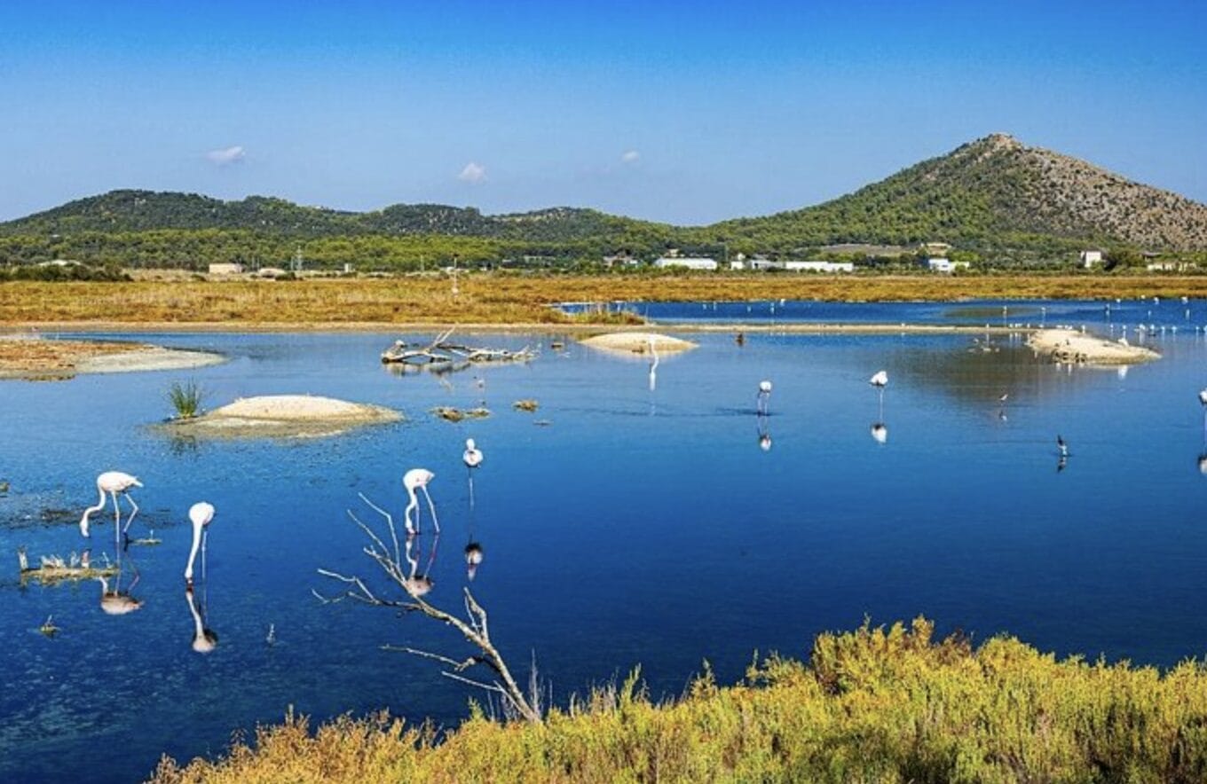 Albufera Natural Park Valencia boat at day over lagoon, rice fields, wildlife, flamencos