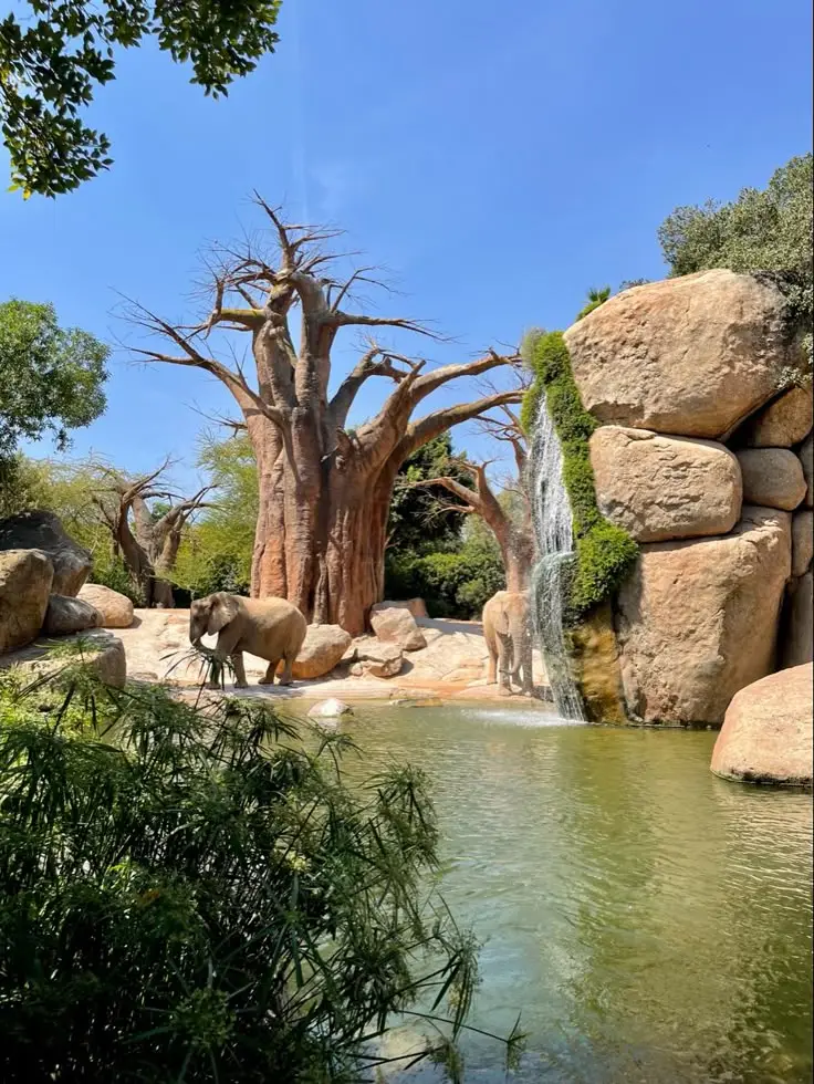 Bioparc in Valencia animals, elephants