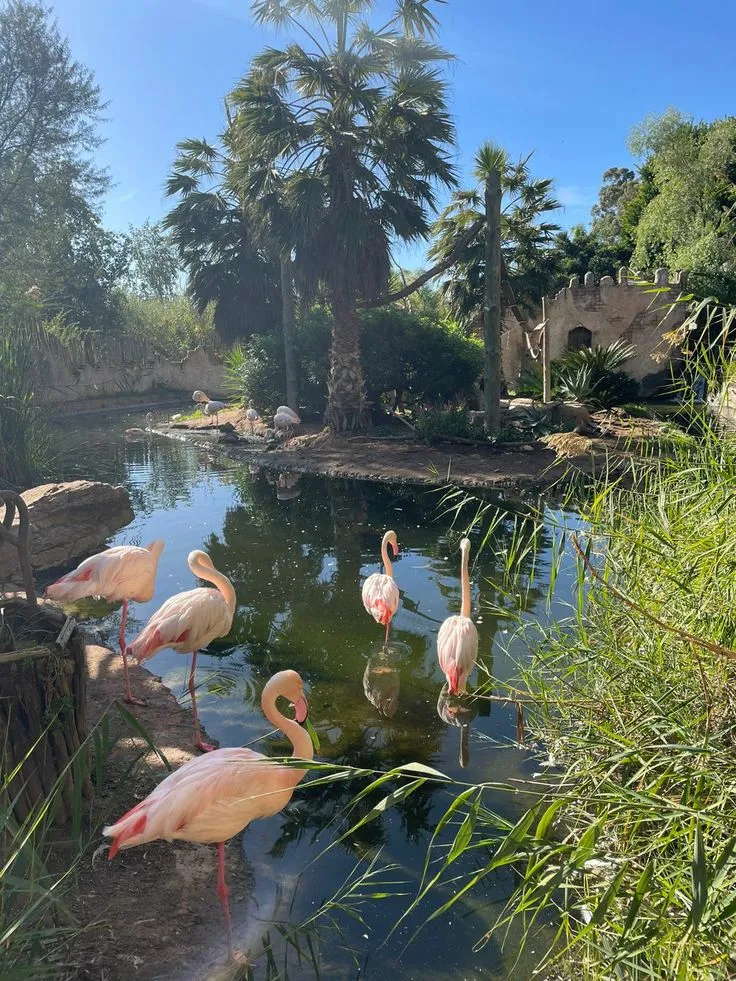 Bioparc Valencia Flamingo 🦩