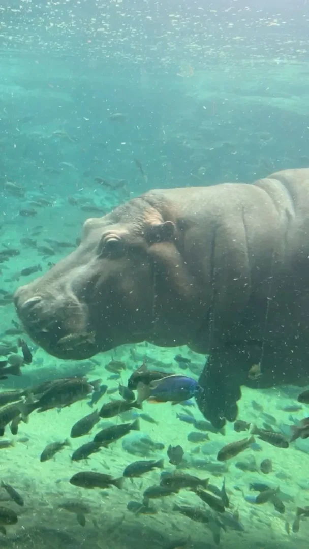 Hippo Bioparc Valencia