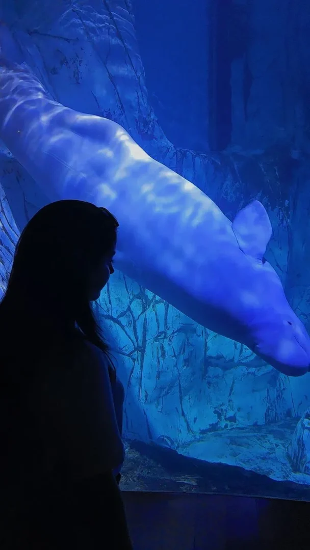 Beluga Oceanografic Valencia