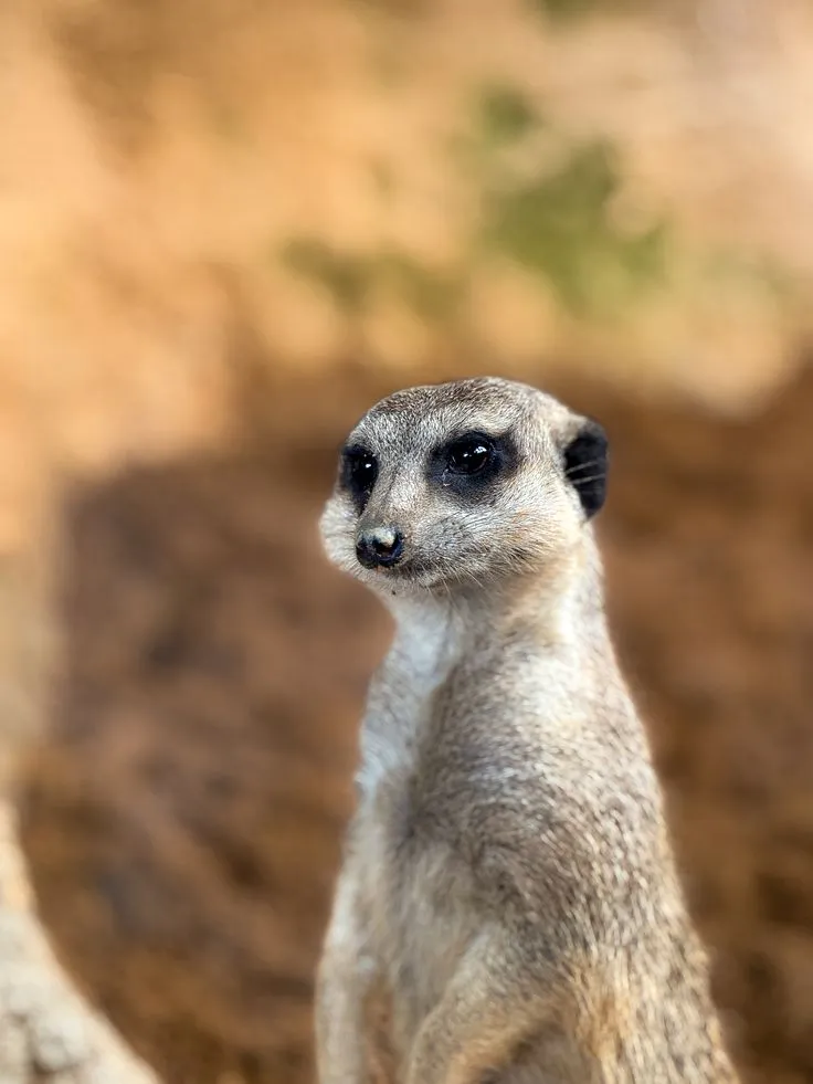 Suricata Bioparc Valencia