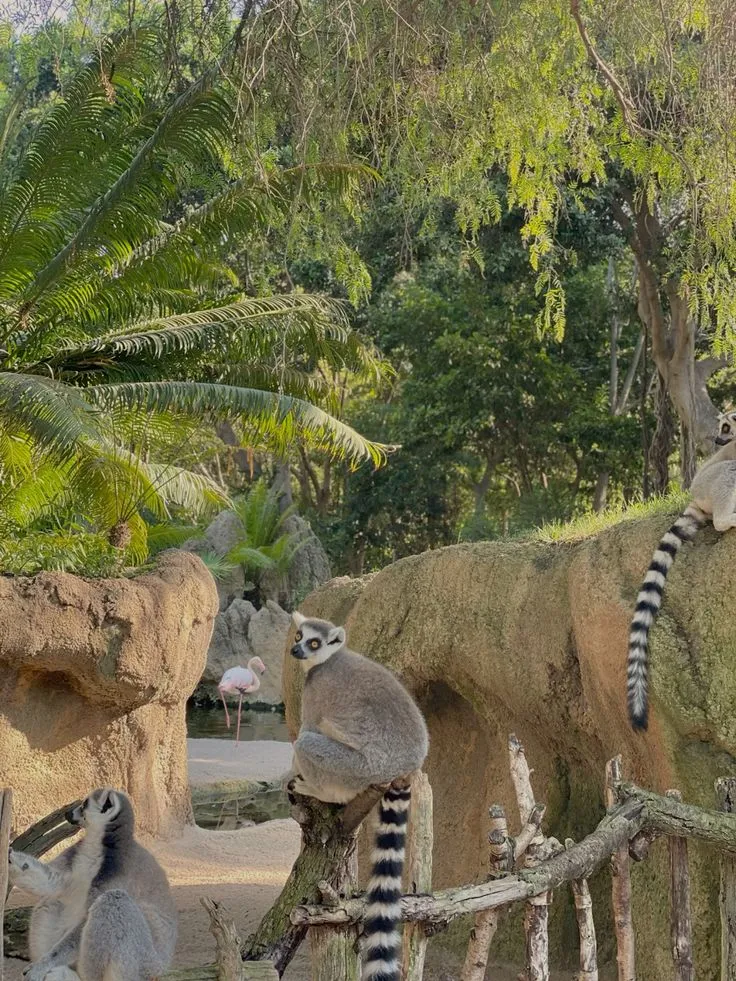 Valencia Bioparc monkeys🦧