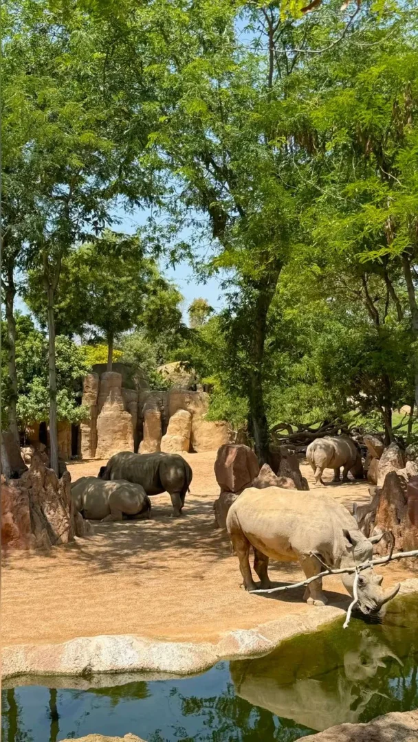 Valencia bioparc Animals rhinoceros