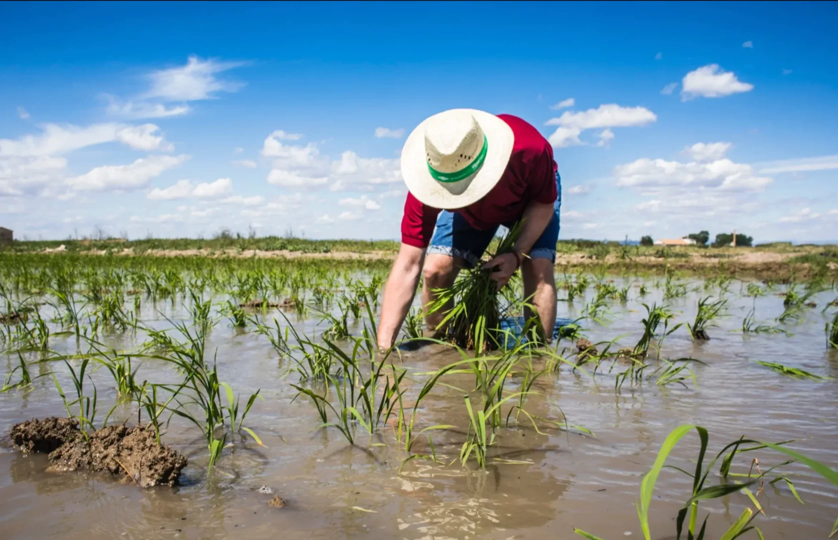 Arrozales Albufera Valencia