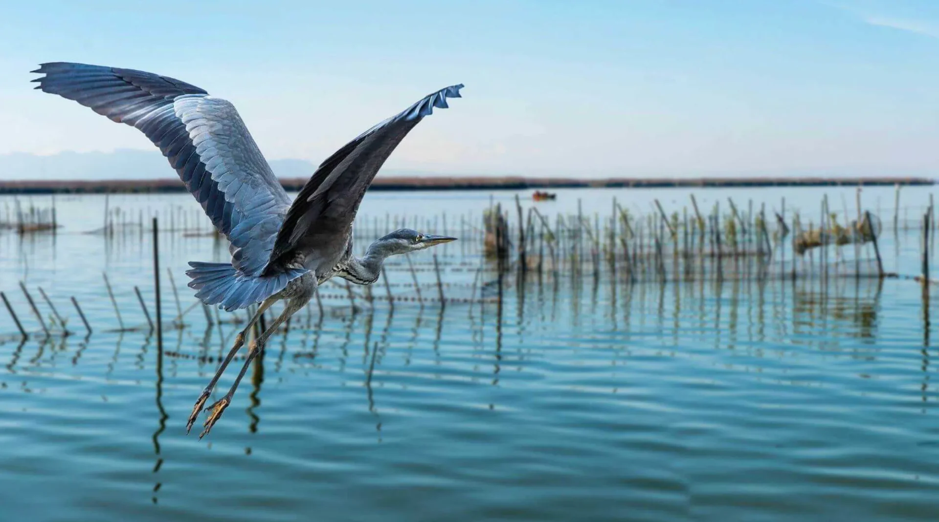 Aves fauna albufera valencia