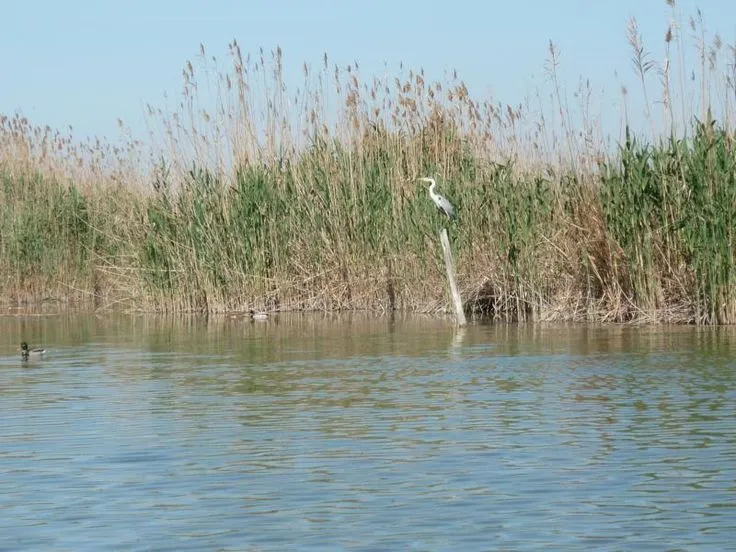 La Albufera_