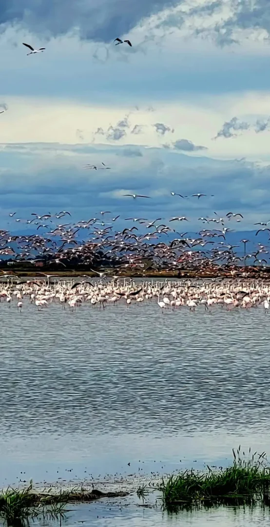 Tancat de Milia flamencos