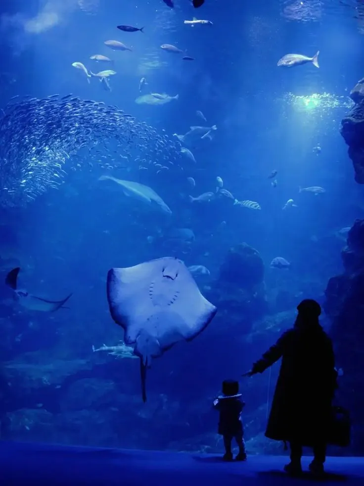 Oceanogràfic de Valencia stingray