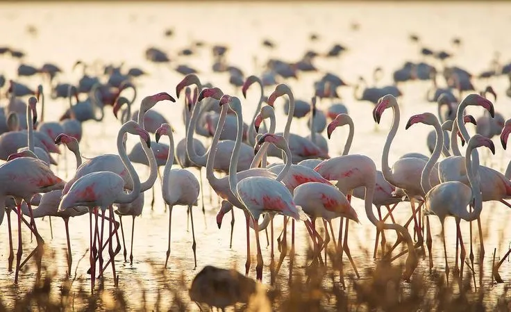 Fauna en la Albufera