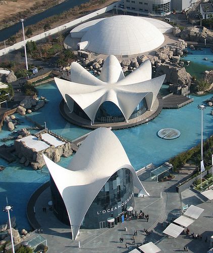 Plan en familia Valencia. Oceanografic