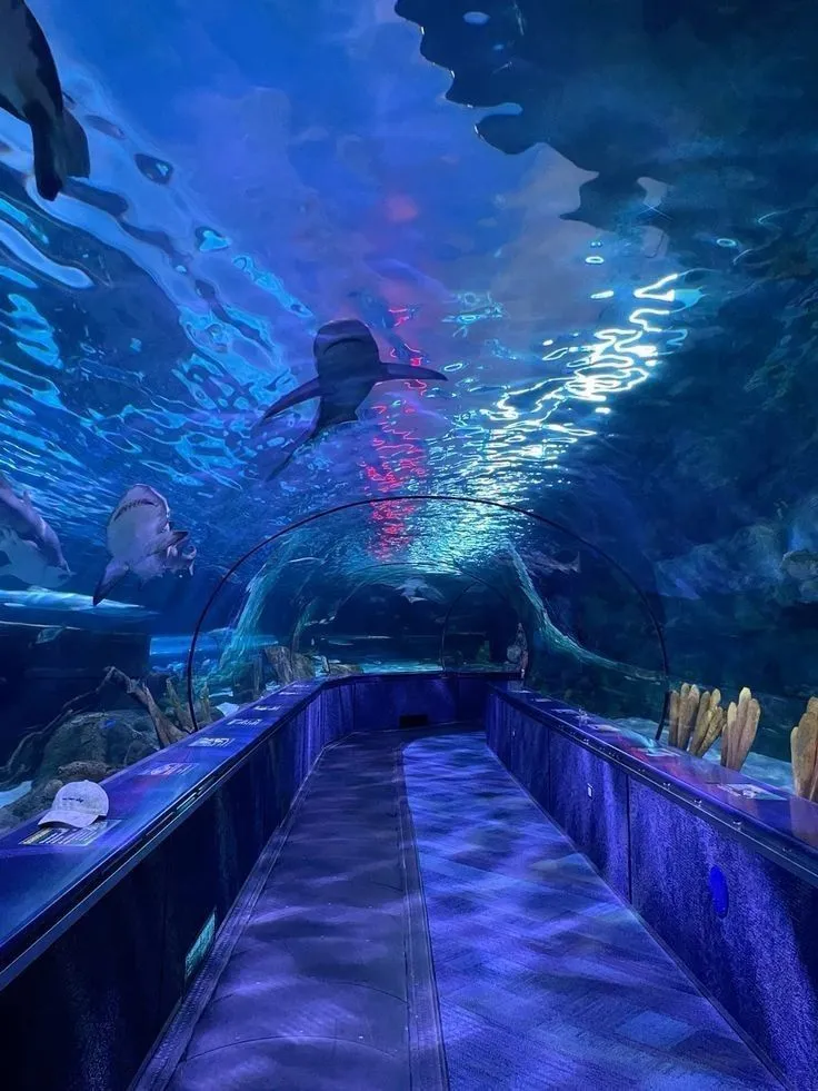 Plan en familia Valencia. Oceanografic