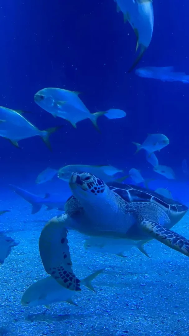 Plan en familia Valencia. Oceanografic
